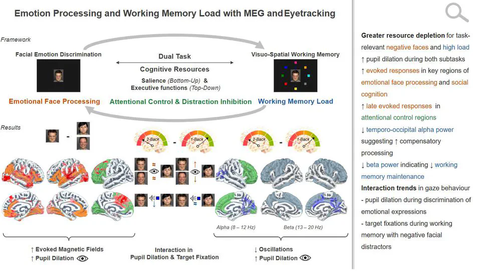 Neurophysiological Basis of Emotional Face Perception and Working Memory Load in a Dual-task MEG Study